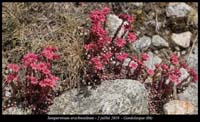 Sempervivum-arachnoideum10