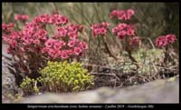 Sempervivum-arachnoideum9