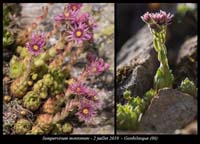 Sempervivum-montanum8