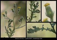Senecio-viscosus3
