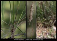 Sesleria-argentea