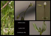 Stellaria-alsine