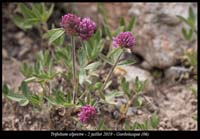 Trifolium-alpestre7