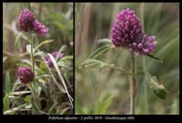 Trifolium-alpestre8