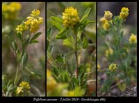 Trifolium-aureum4