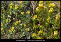 Trifolium-aureum5