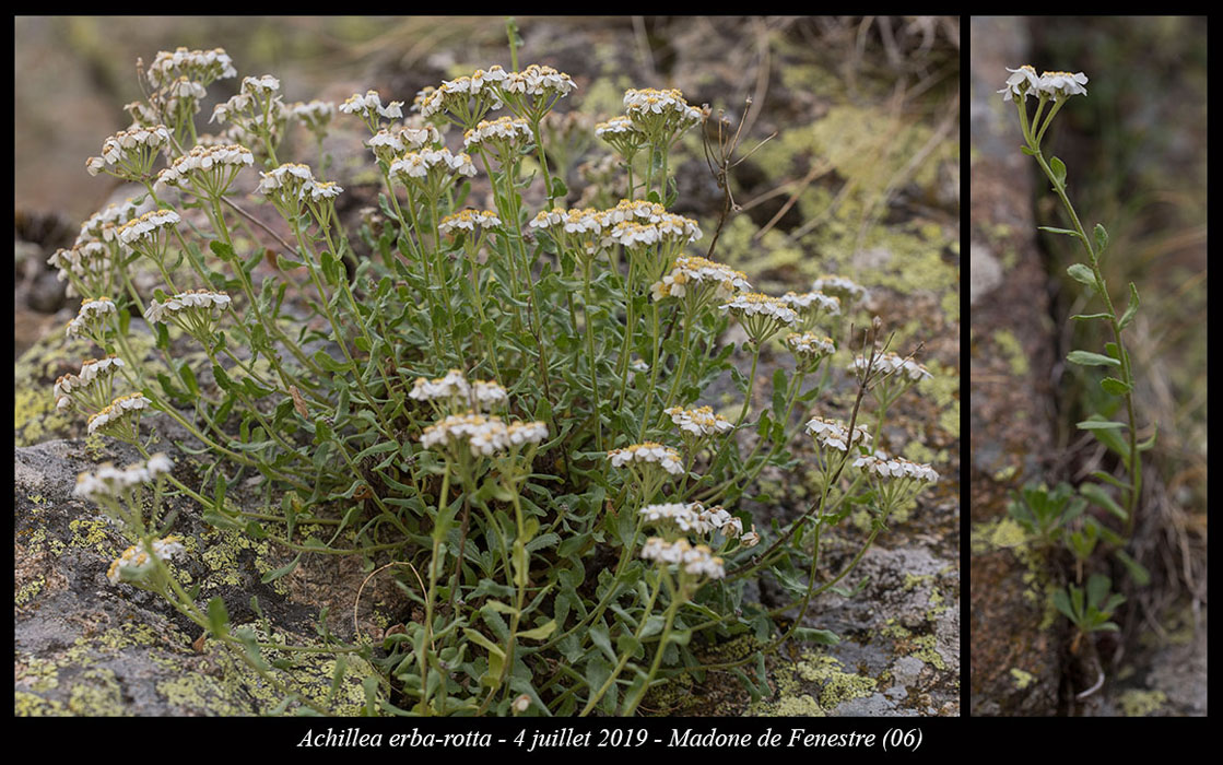 Achillea-erba-rotta7
