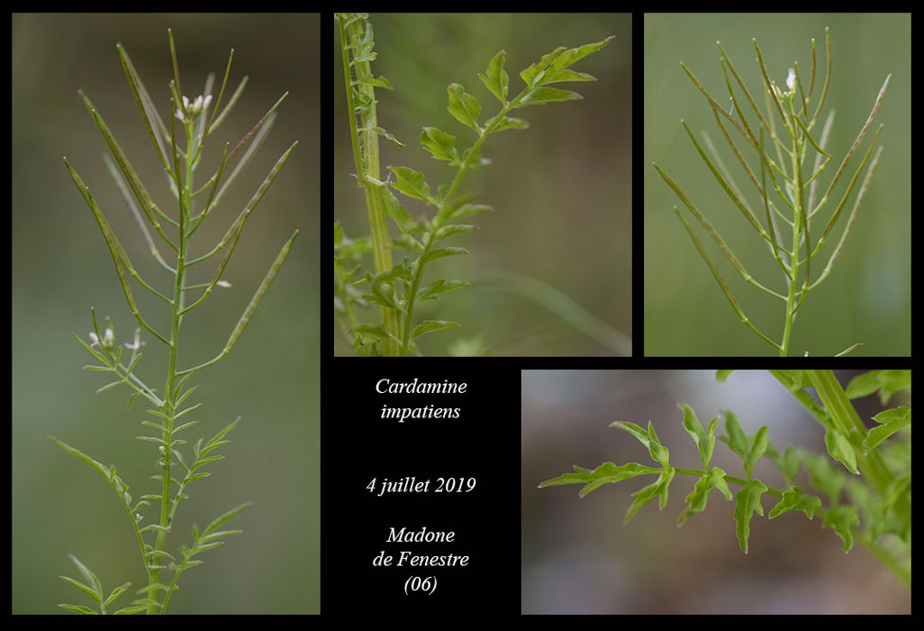 Cardamine-impatiens2