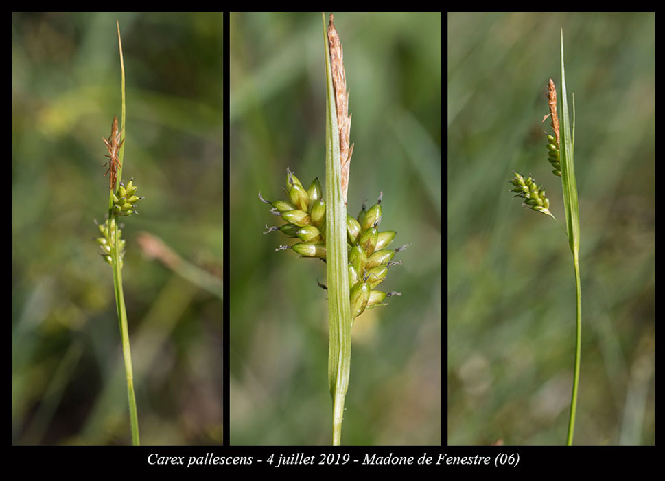 Carex-pallescens4