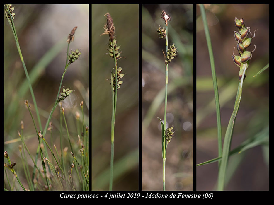 Carex-panicea6