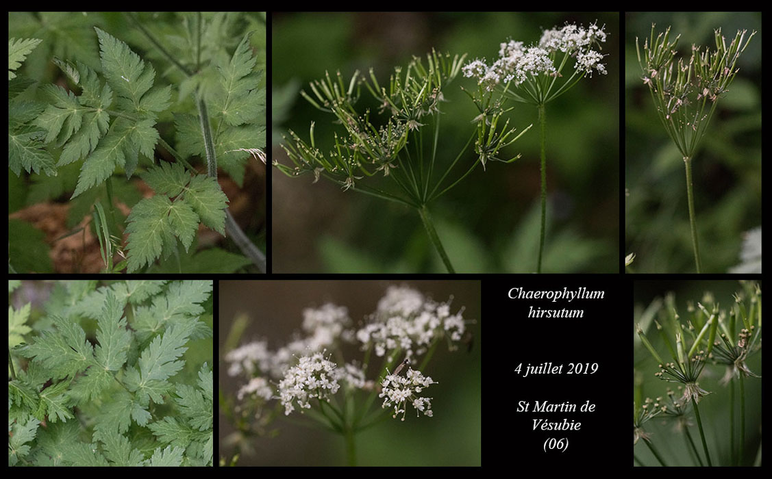 Chaerophyllum-hirsutum