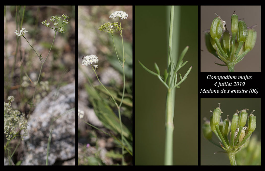 Conopodium-majus4