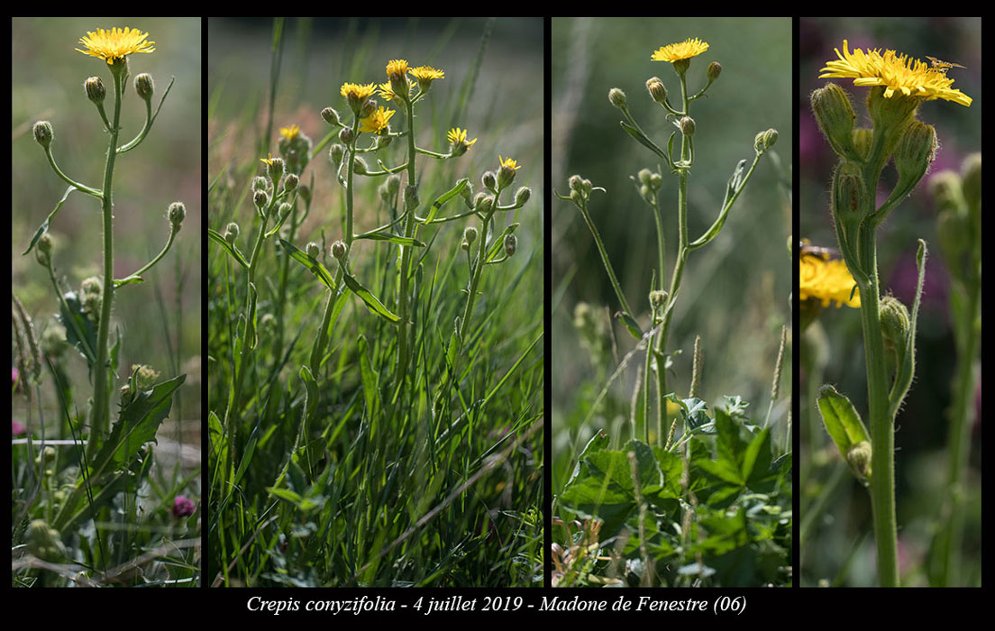 Crepis-conyzifolia2