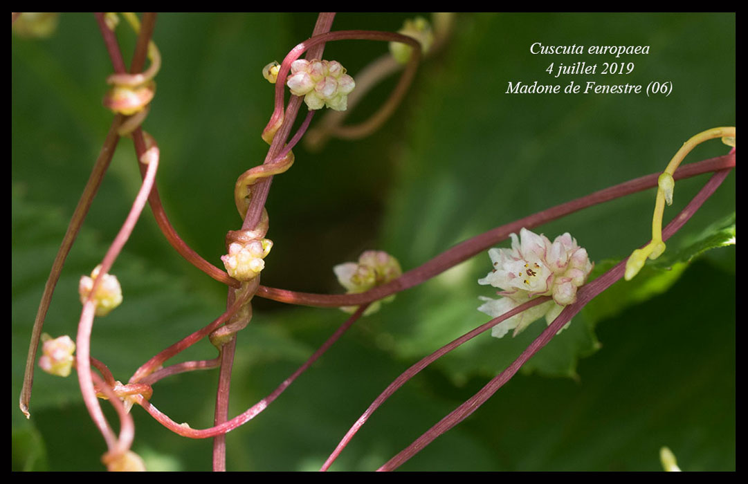 Cuscuta-europaea3