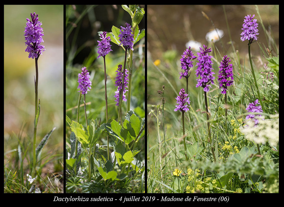 Dactylorhiza-sudetica2