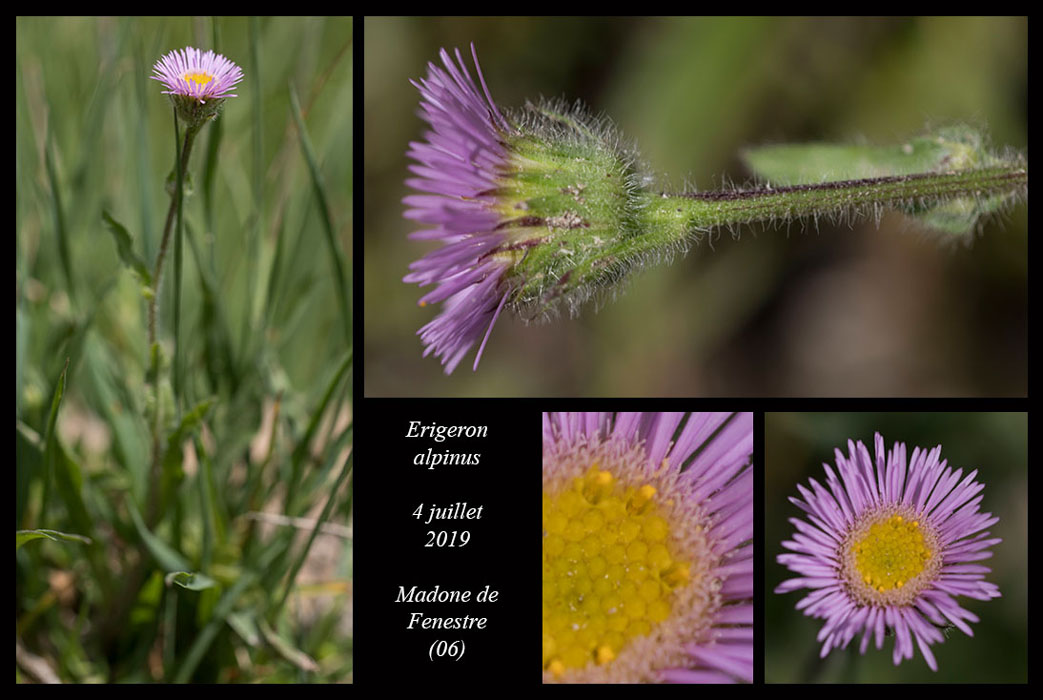 Erigeron-alpinus8