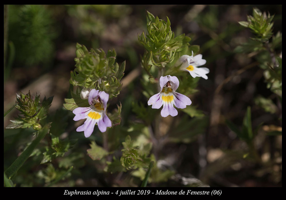 Euphrasia-alpina