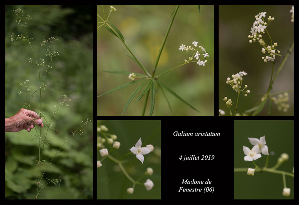 Galium-aristatum