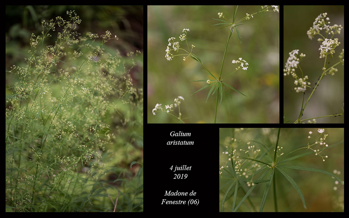 Galium-aristatum2