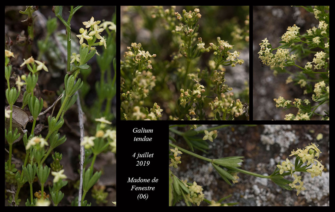 Galium-tendae