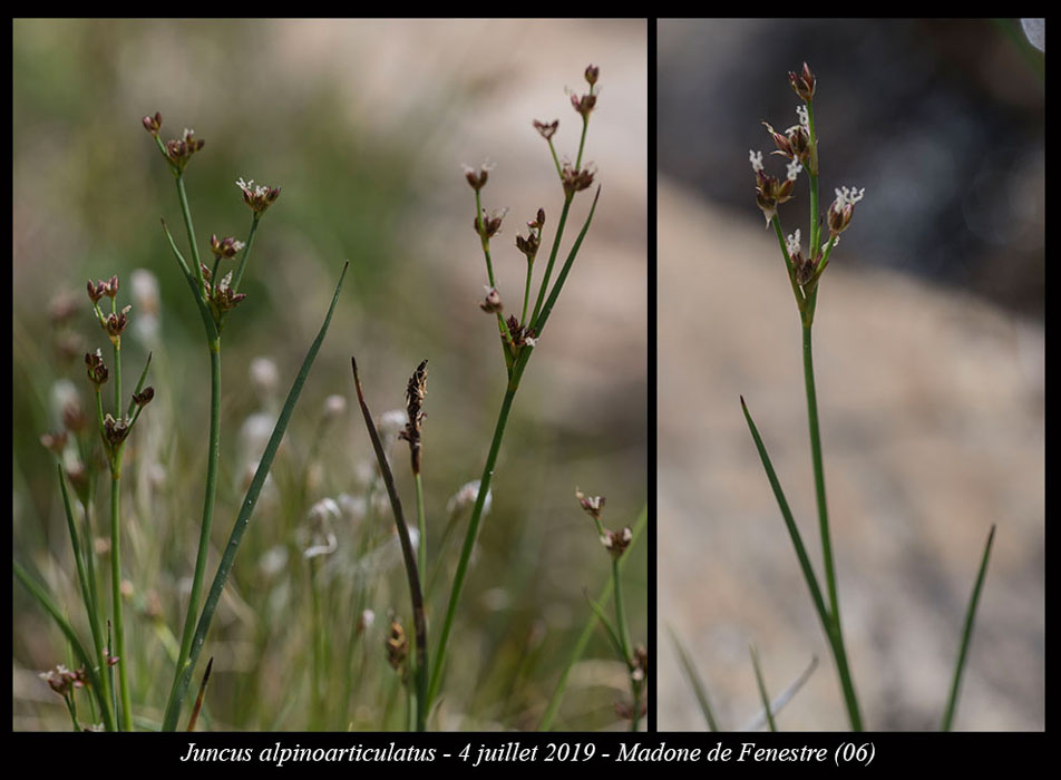 Juncus-alpinoarticulatus