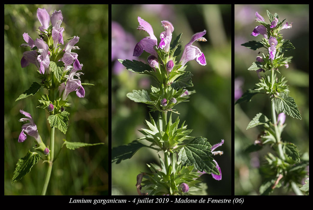 Lamium-garganicum2