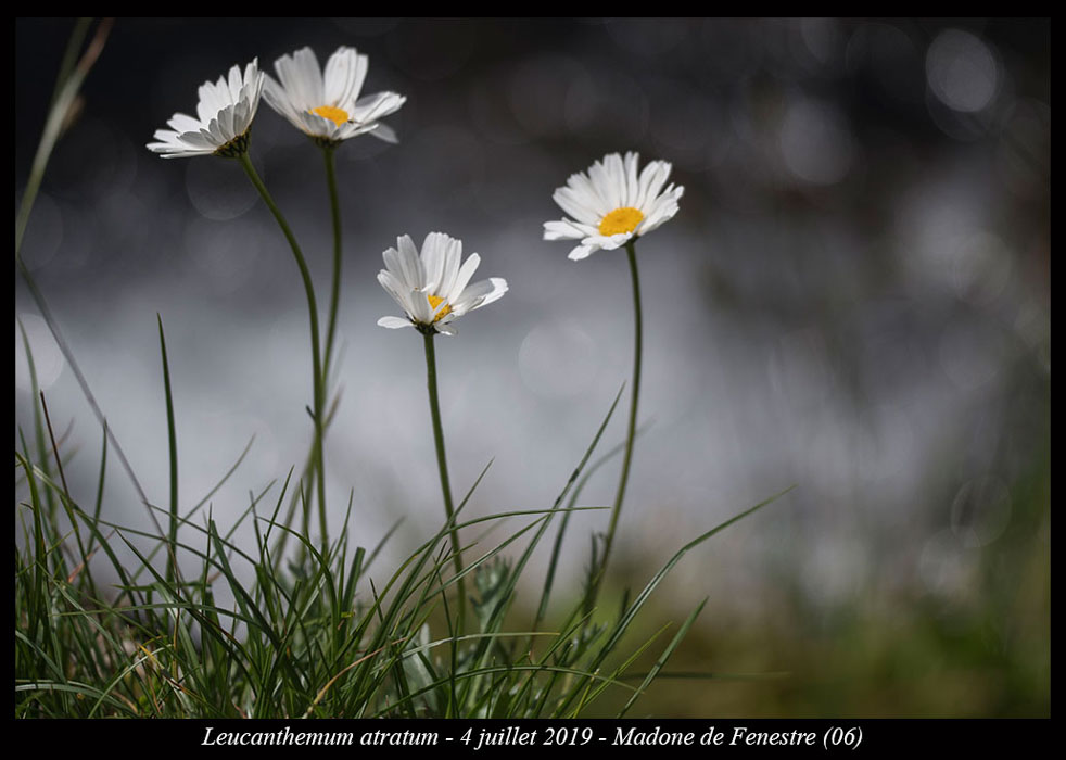 Leucanthemum-atratum2