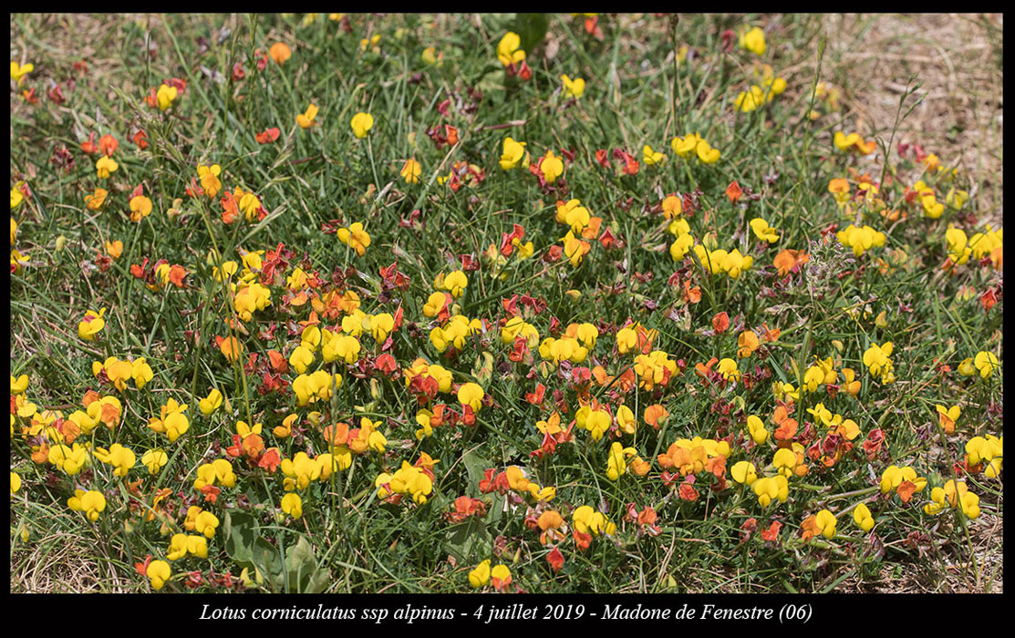 Lotus-corniculatus-ssp-alpinus