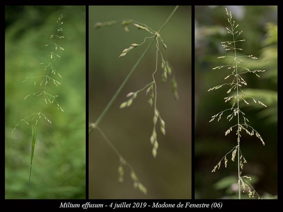 Milium-effusum2