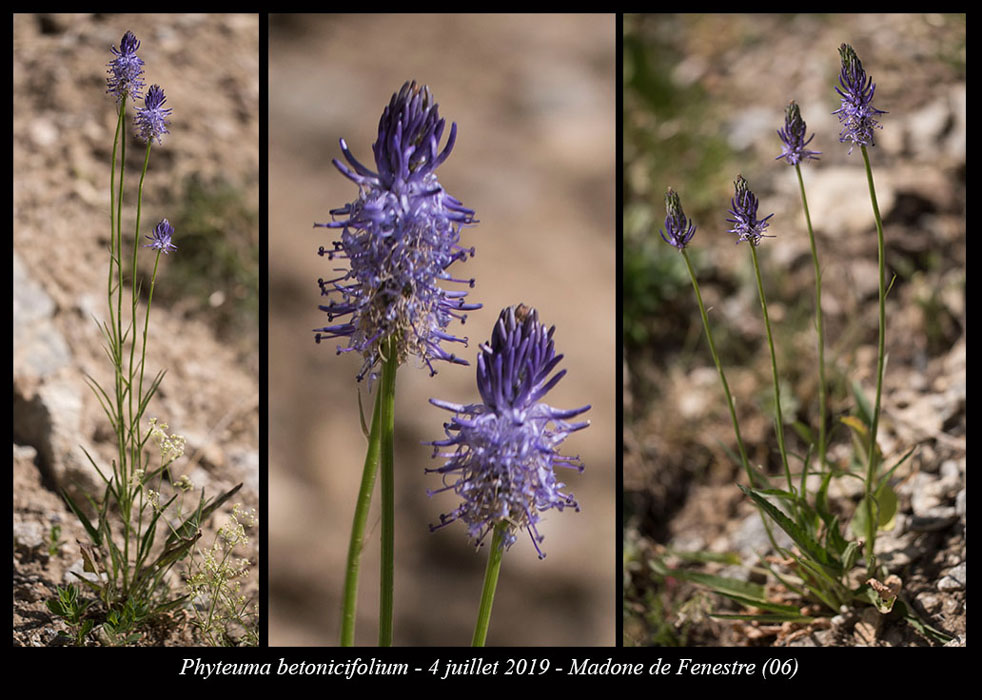 Phyteuma-betonicifolium5