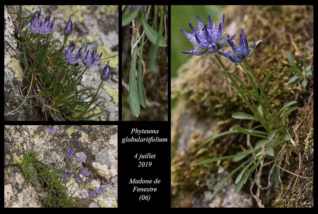 Phyteuma-globulariifolium