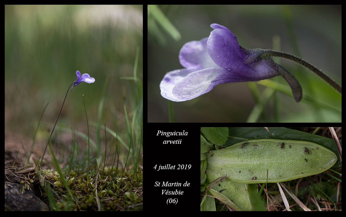 Pinguicula-arvetii13