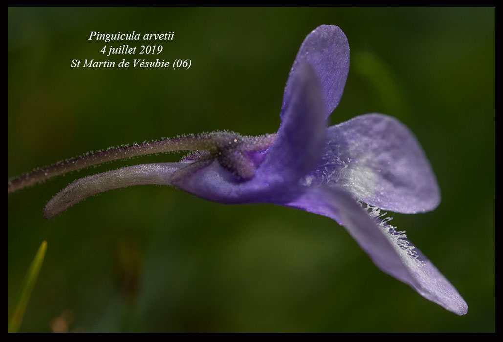 Pinguicula-arvetii14
