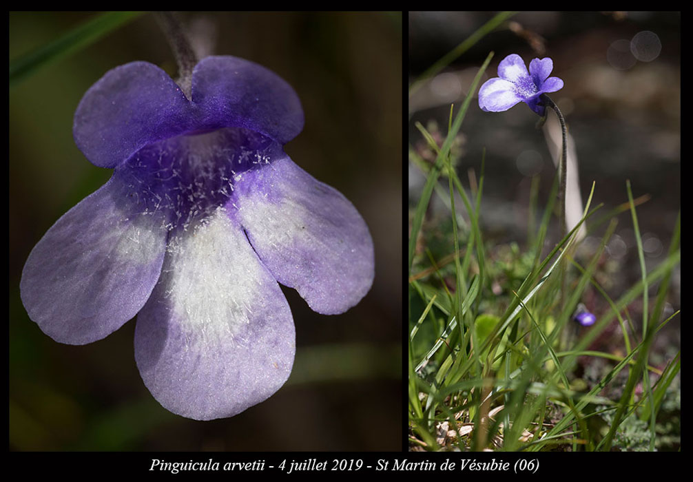 Pinguicula-arvetii15