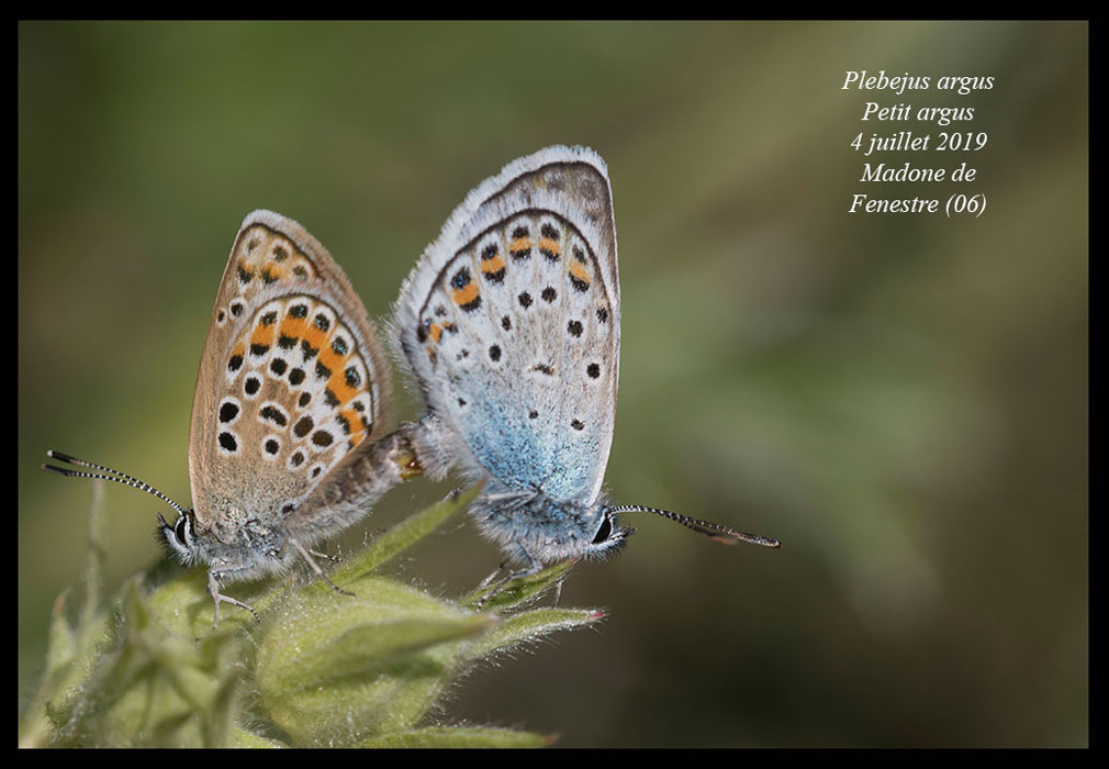 Plebejus-argus