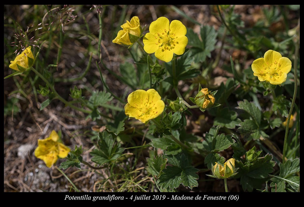 Potentilla-grandiflora