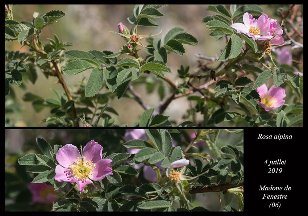 Rosa-alpina