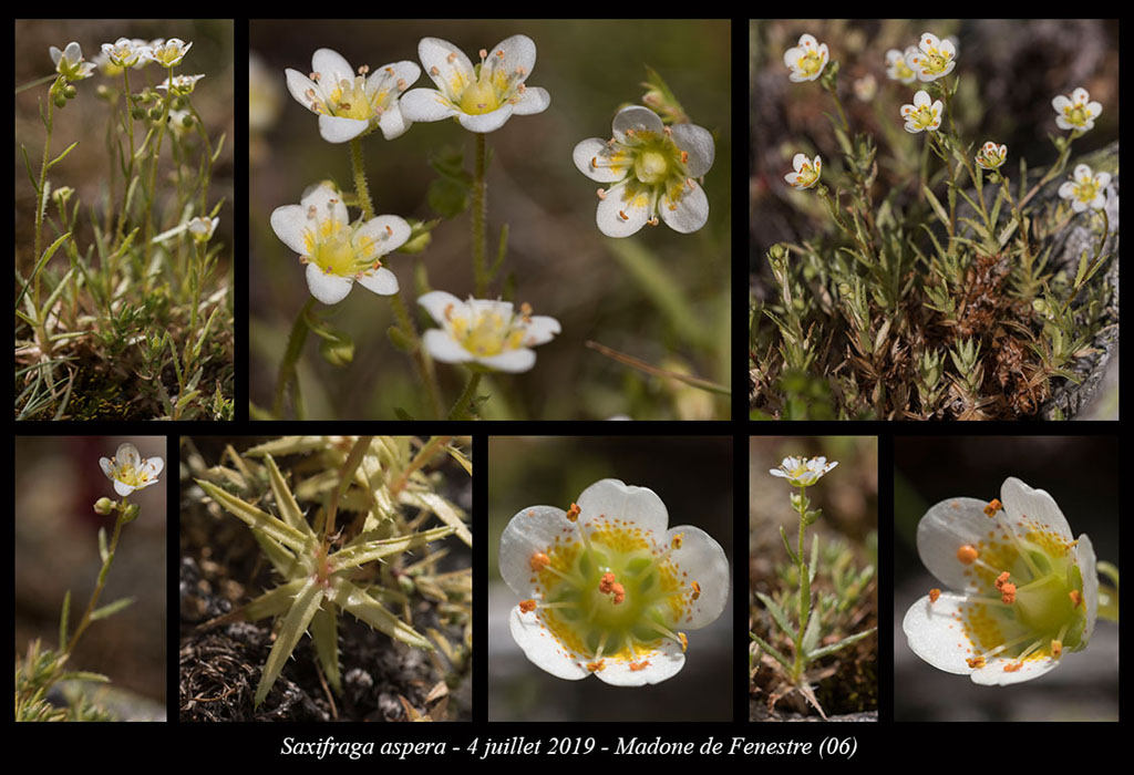 Saxifraga-aspera4
