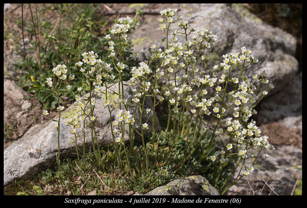 Saxifraga-paniculata3