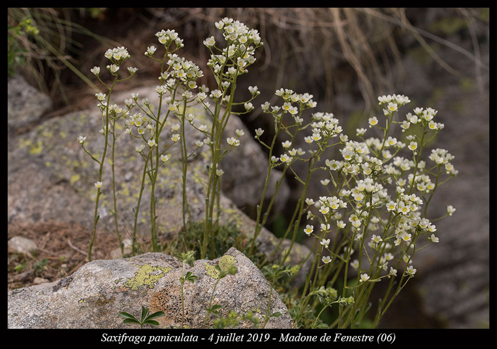 Saxifraga-paniculata4