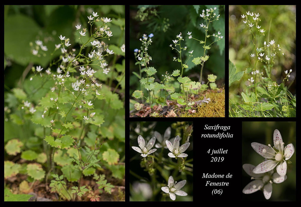Saxifraga-rotundifolia