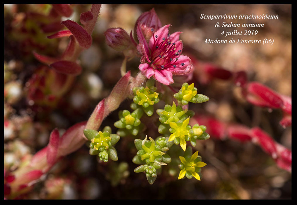 Sempervivum-arachnoideum-&-Sedum-annuum