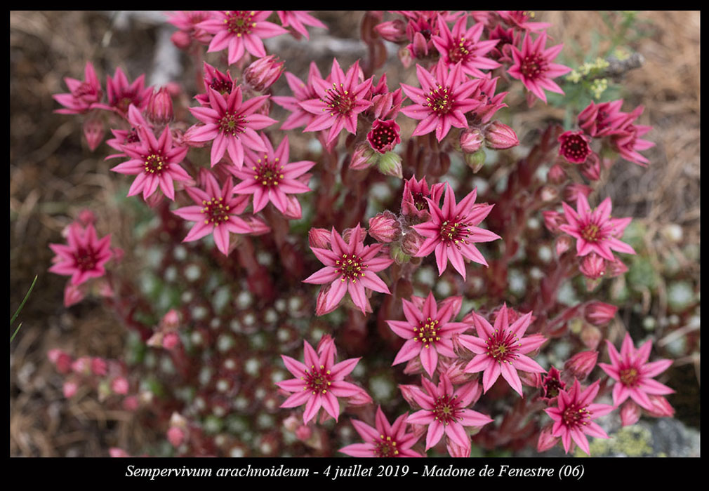 Sempervivum-arachnoideum11