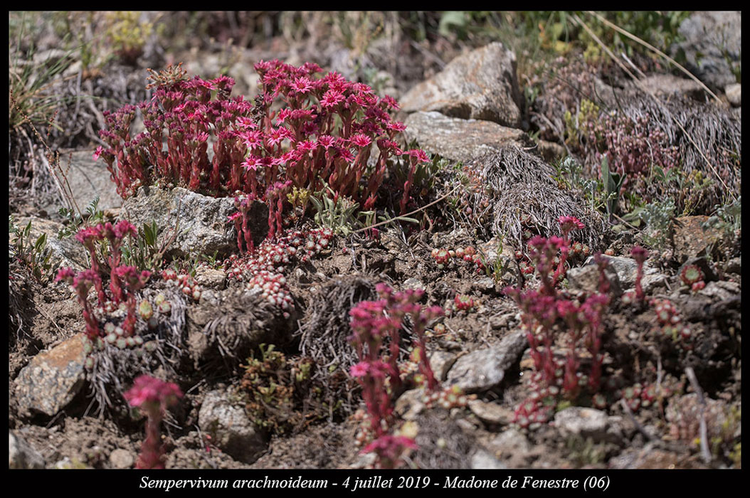 Sempervivum-arachnoideum12