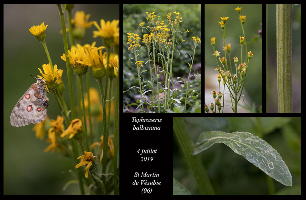 Tephroseris-balbisiana