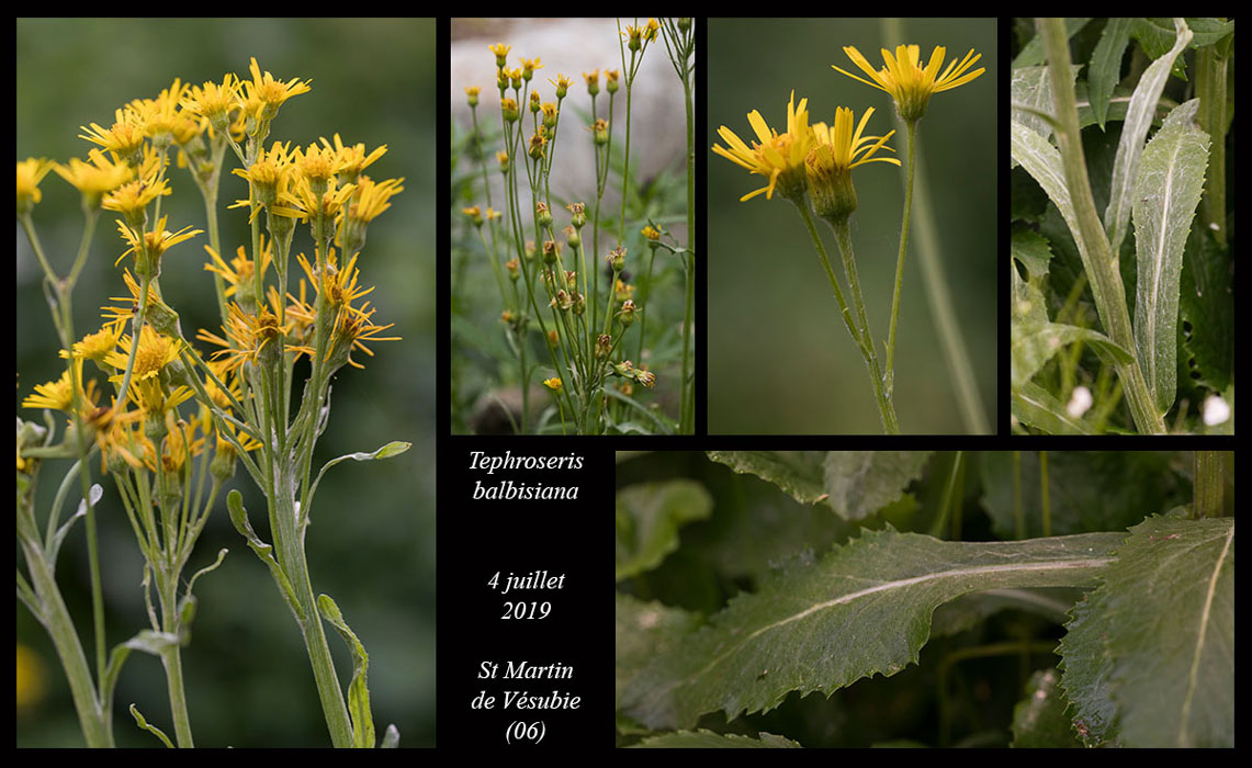 Tephroseris-balbisiana2