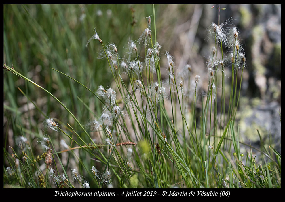 Trichophorum-alpinum2