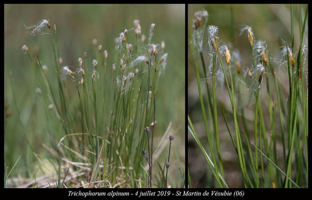 Trichophorum-alpinum3