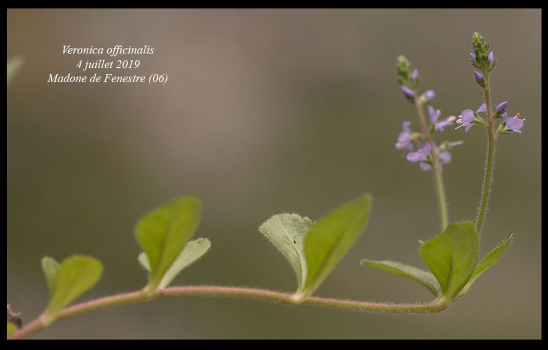 Veronica-officinalis4