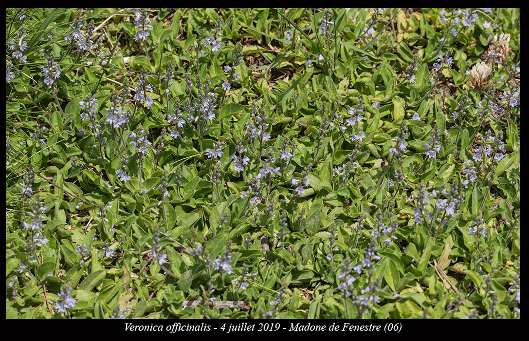Veronica-officinalis5